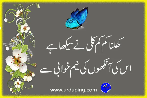 phool pic poetry in urdu